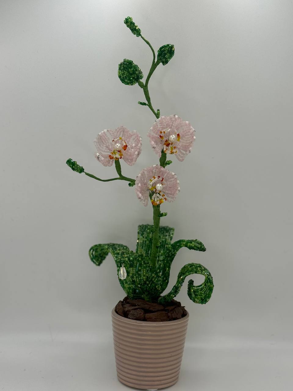Orchid Small – White