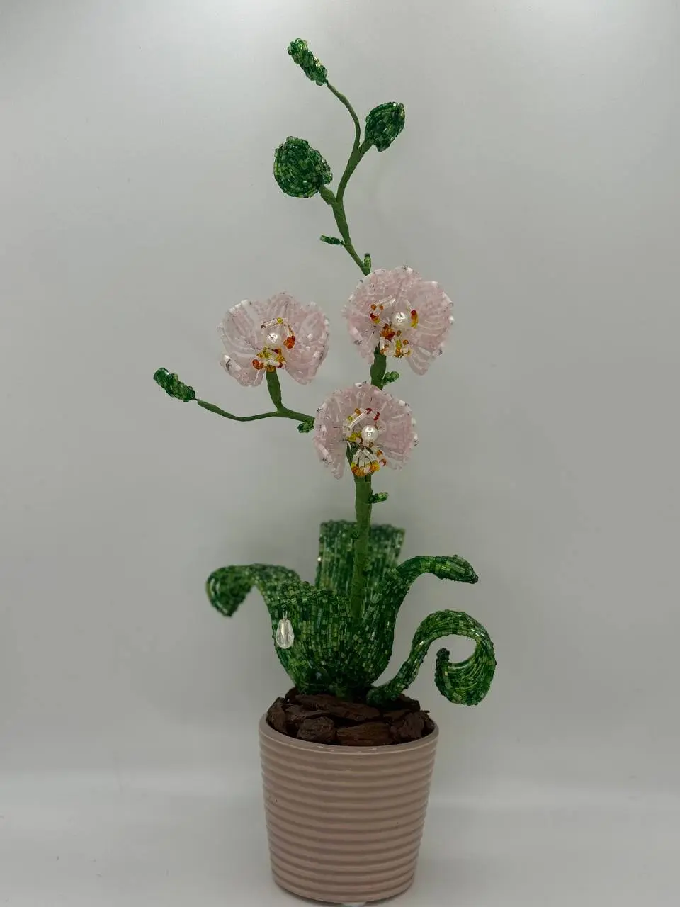 Orchid Small – White